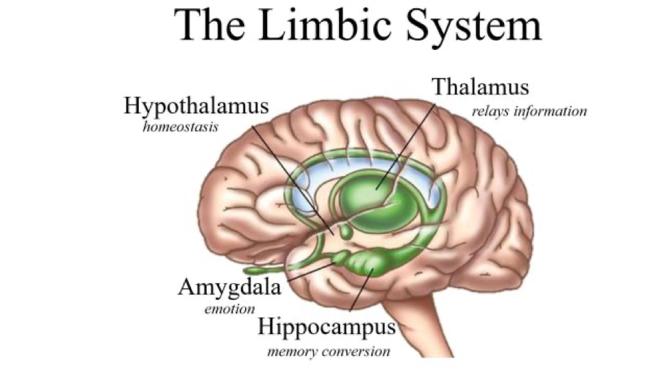Limbic system illustration