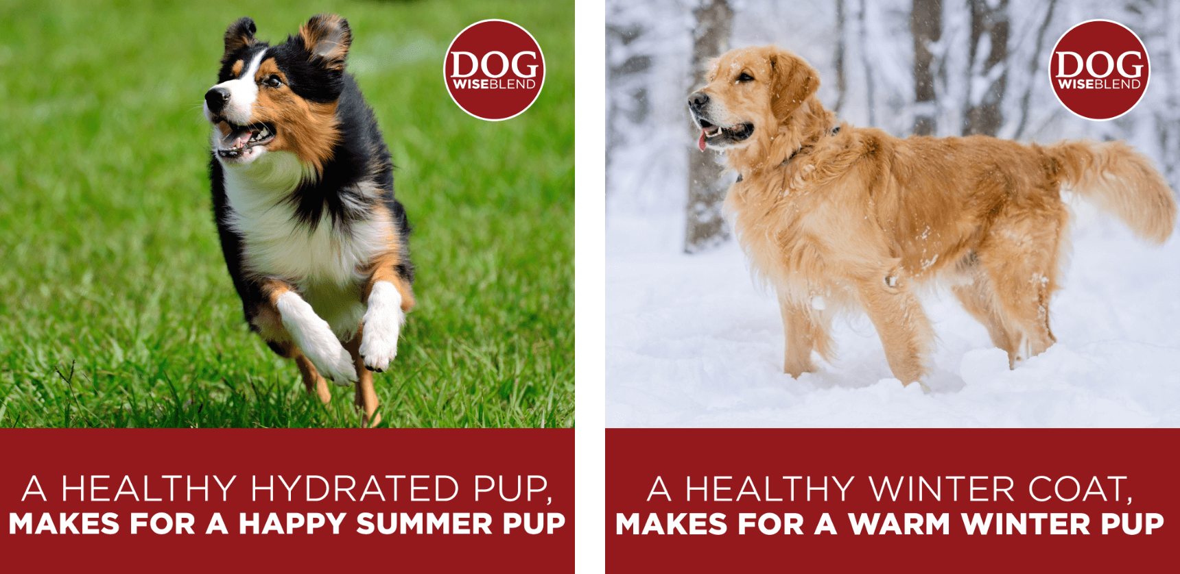 product display content showcasing dogs playing in summer and winter for seasonal content